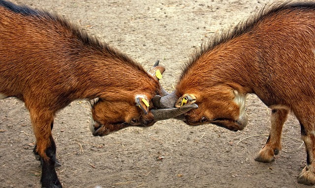 collision-estimate-640x480-15758785.jpeg